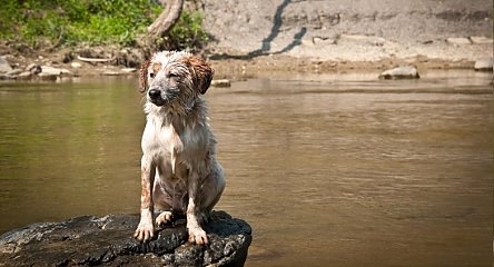 Perro disfrutando del agua en el río